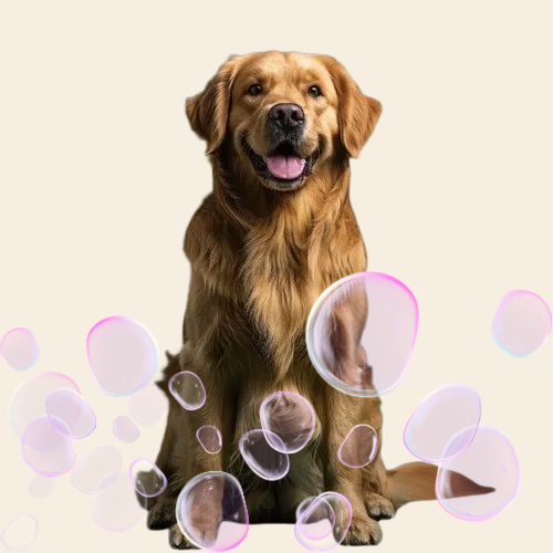 Bain et soins pour chien - Cani Glow