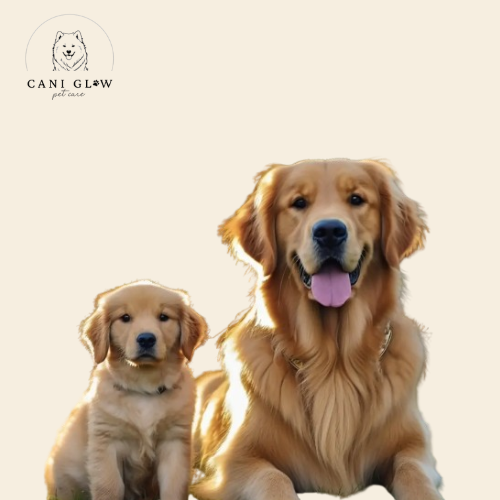 Accessoires pour Chien - Cani Glow